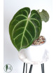 Anthurium besseae aff