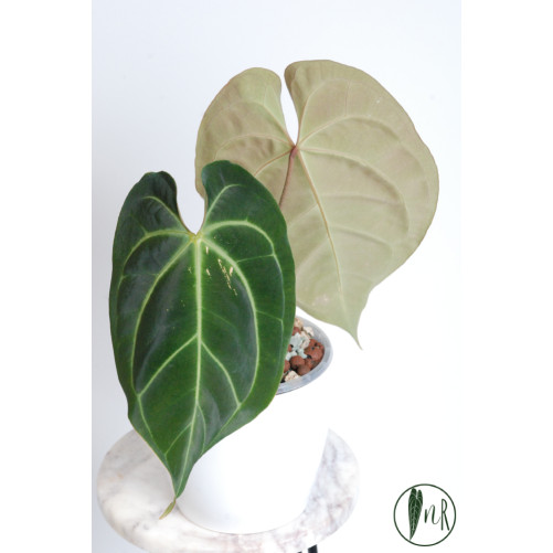 Anthurium besseae aff