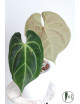 Anthurium besseae aff