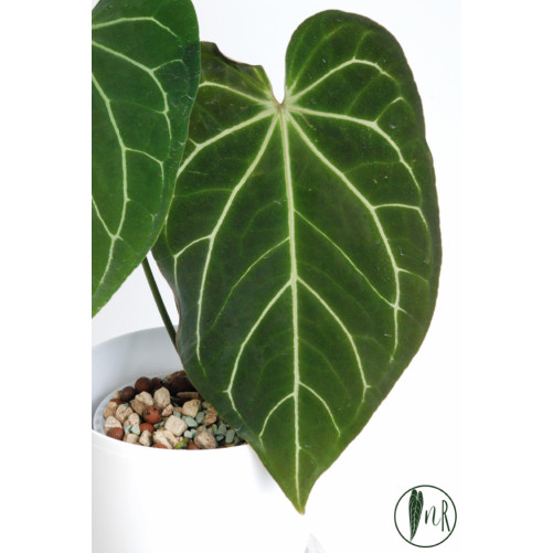 Anthurium crystallinum x AOS