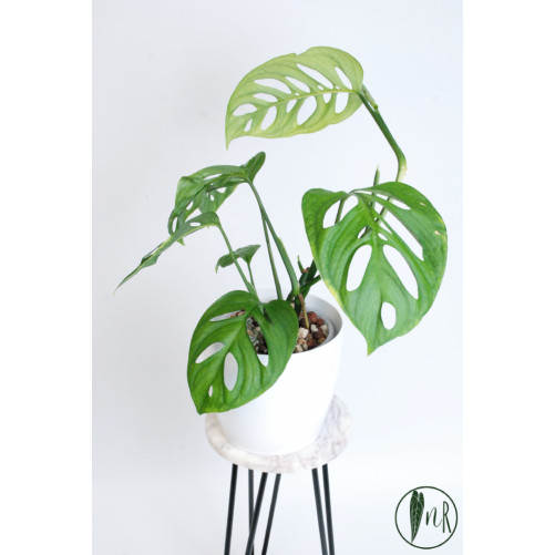 Monstera esqueleto