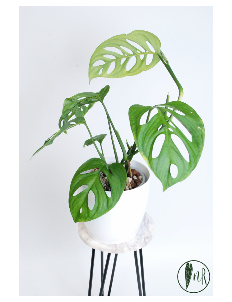 Monstera esqueleto