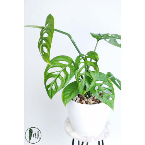 Monstera esqueleto