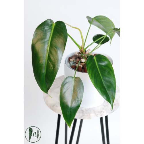 Philodendron esmeraldense x...