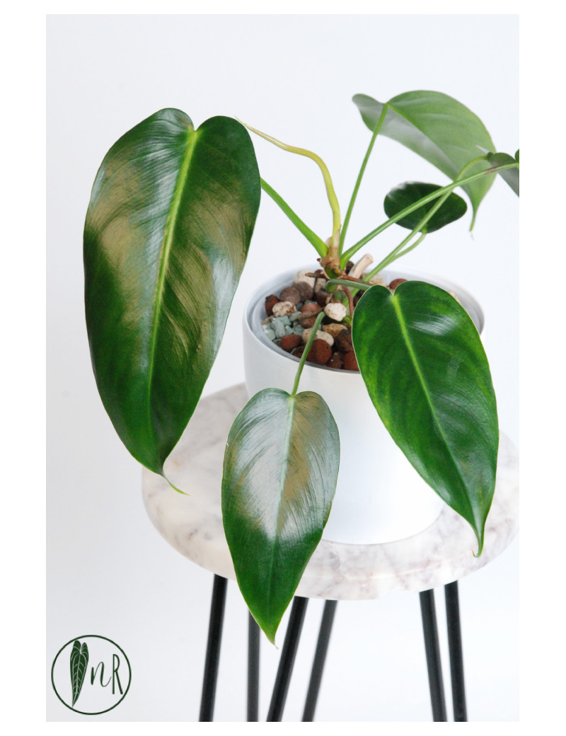 Philodendron esmeraldense x spiritus - sancti