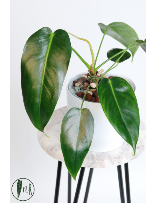 Philodendron esmeraldense x spiritus - sancti