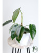 Philodendron esmeraldense x spiritus - sancti