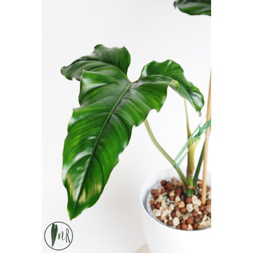 Philodendron delinksii