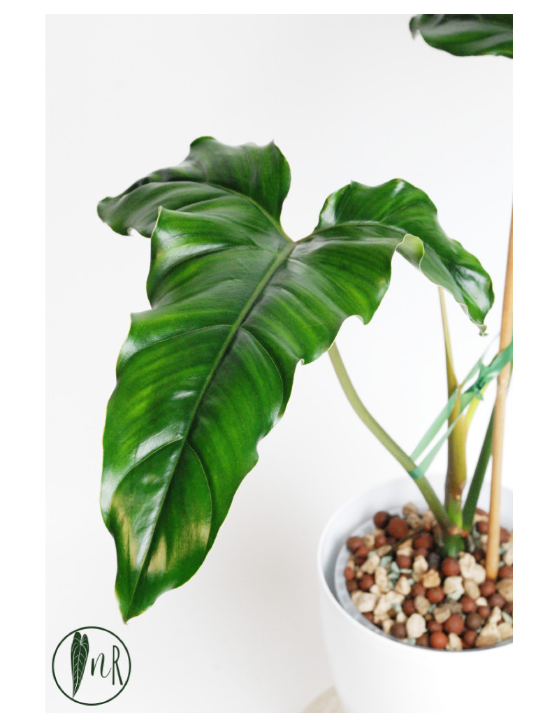 Philodendron delinksii