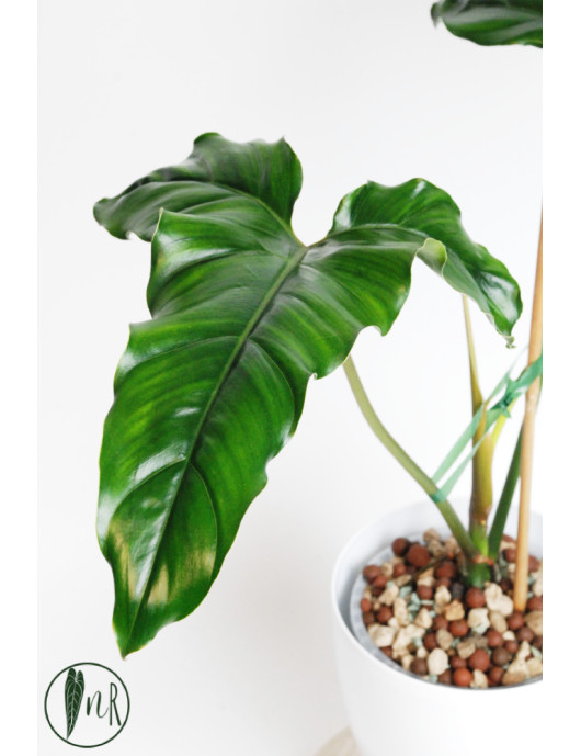 Philodendron delinksii