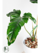 Philodendron delinksii