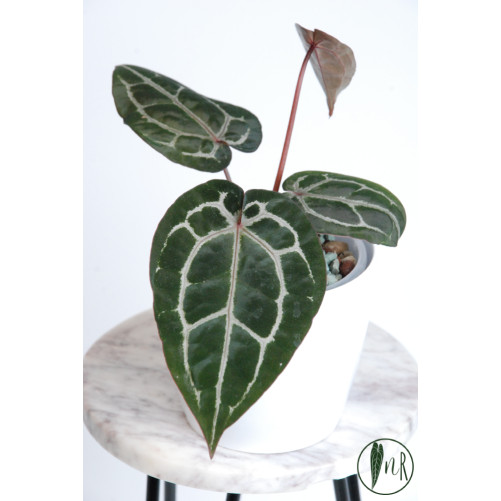 Anthurium Michelle