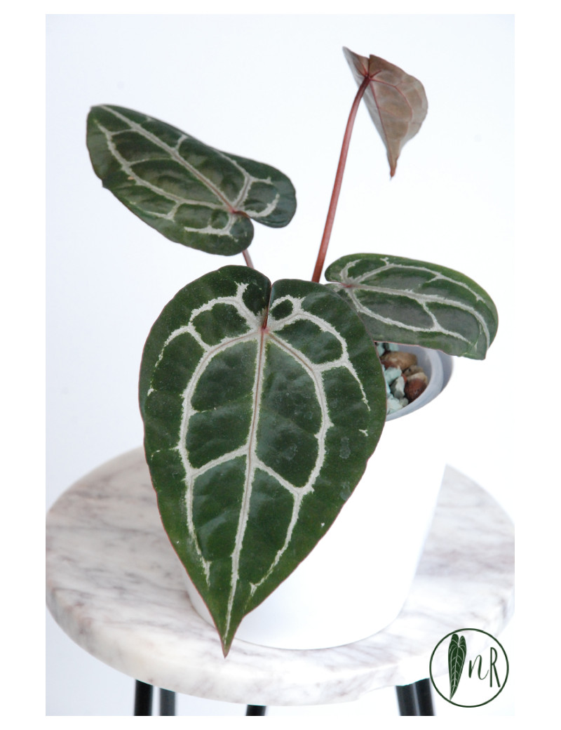 Anthurium Michelle