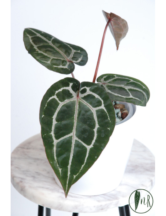 Anthurium Michelle