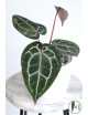 Anthurium Michelle