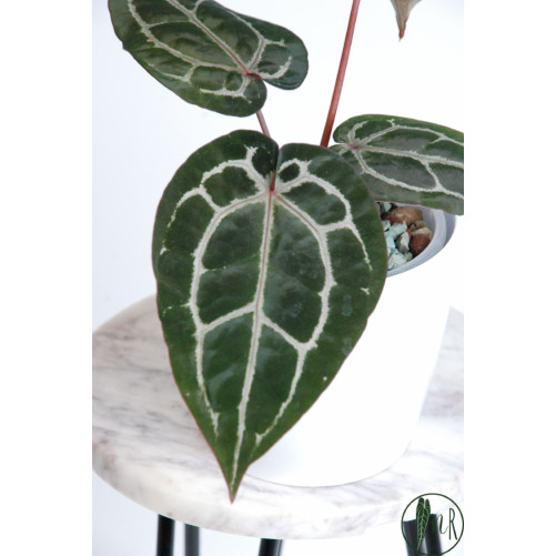 Anthurium Michelle