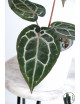 Anthurium Michelle