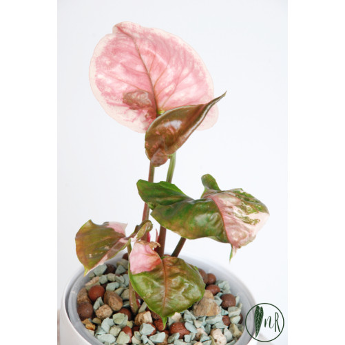 Syngonium strawberry ice...