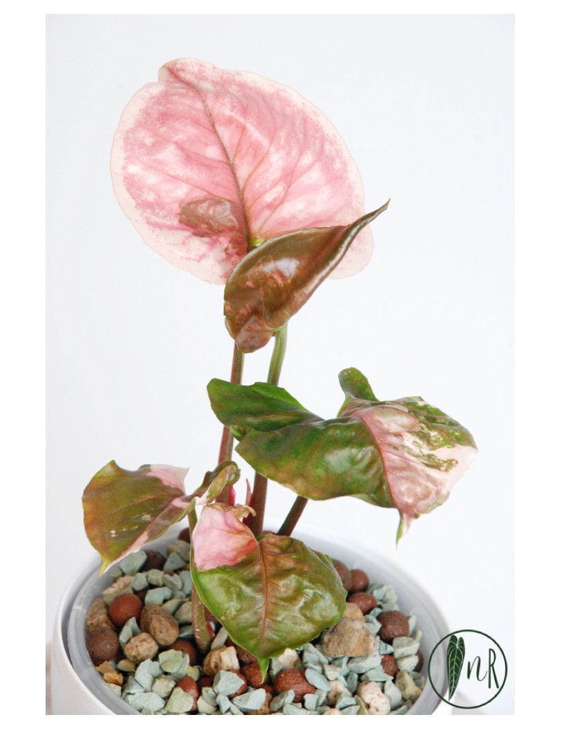 Syngonium strawberry ice galaxy