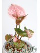 Syngonium strawberry ice galaxy