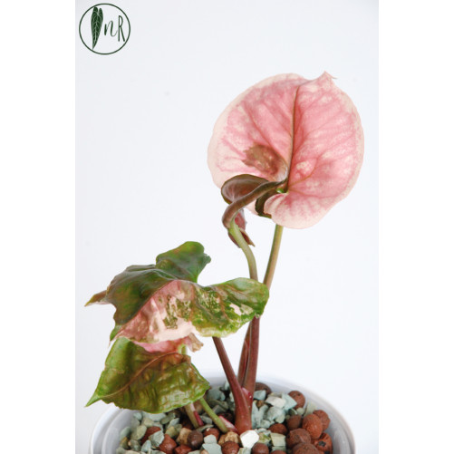 Syngonium strawberry ice galaxy