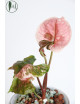 Syngonium strawberry ice galaxy