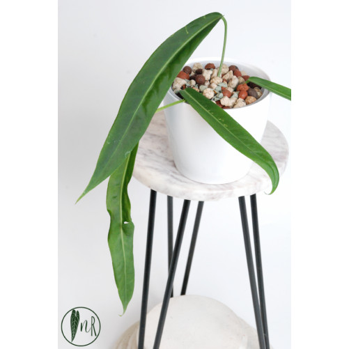 Anthurium pallidiflorum -