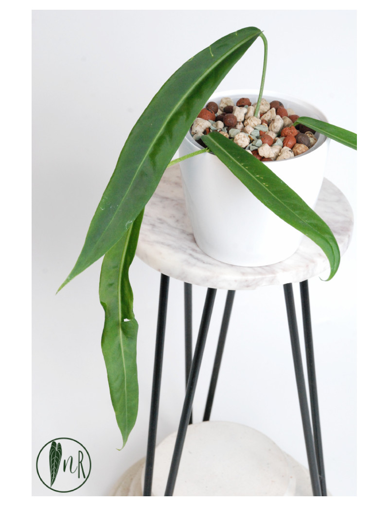 Anthurium pallidiflorum -