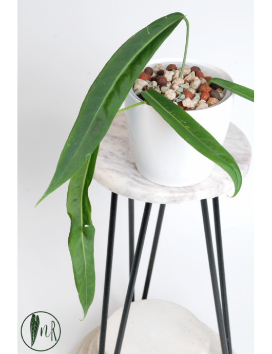 Anthurium pallidiflorum -