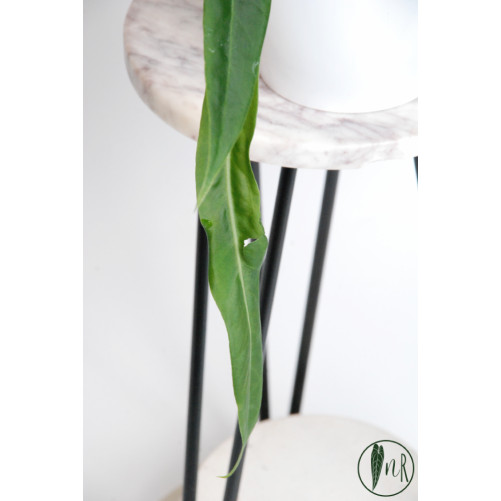 Anthurium pallidiflorum -