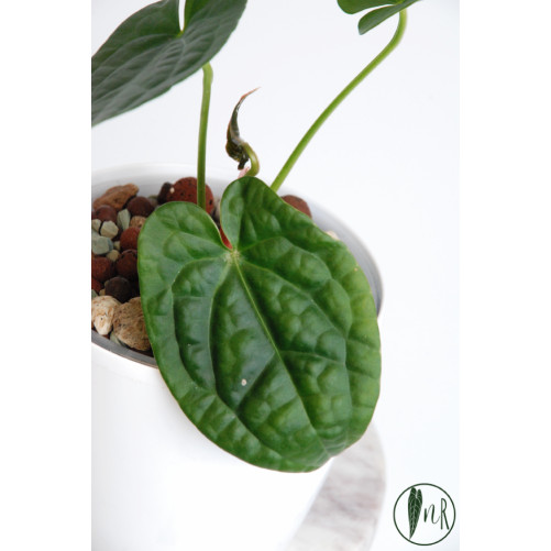 Anthurium luxurians x...