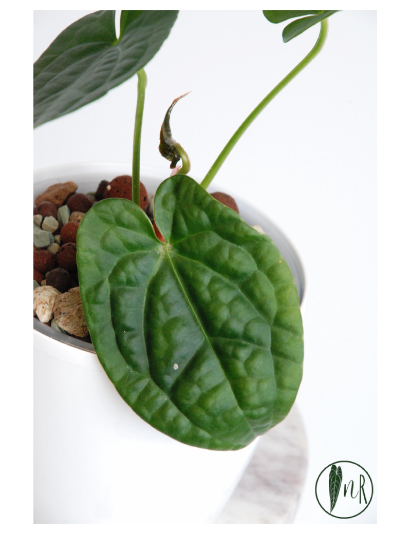 Anthurium luxurians x forgetii (David Portilla Dreams 'Inverse crossing')