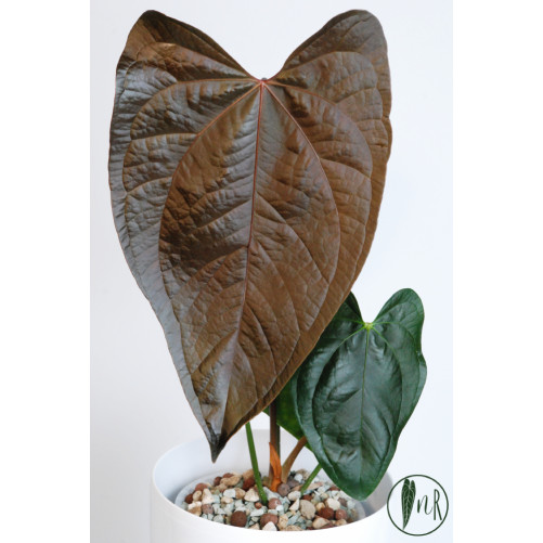 Anthurium queen of hearts