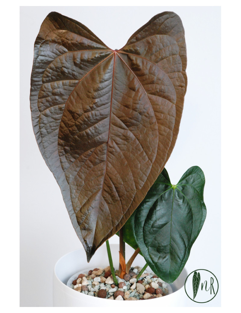 Anthurium queen of hearts