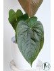 Anthurium queen of hearts