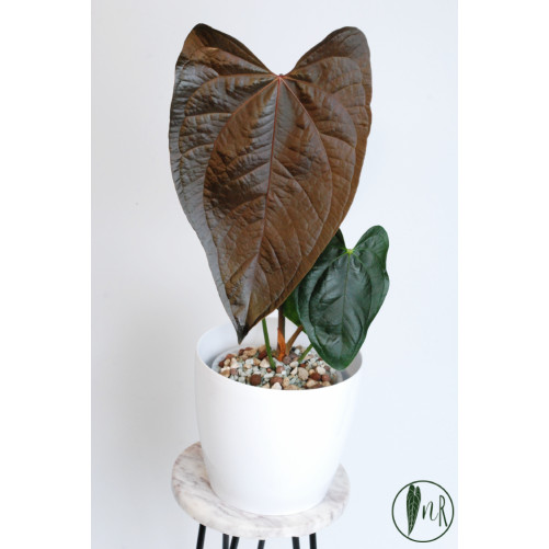 Anthurium queen of hearts