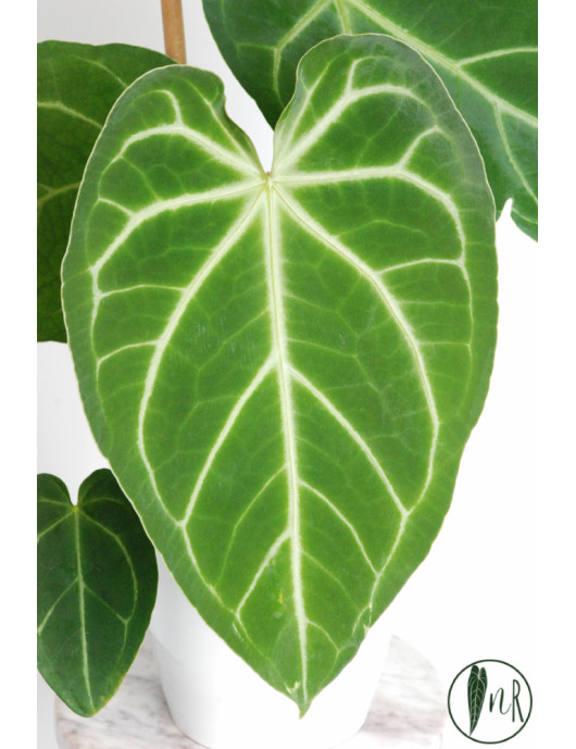 Anthurium magnificum