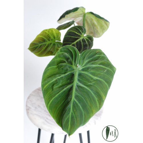 Philodendron rubrijuvenile...