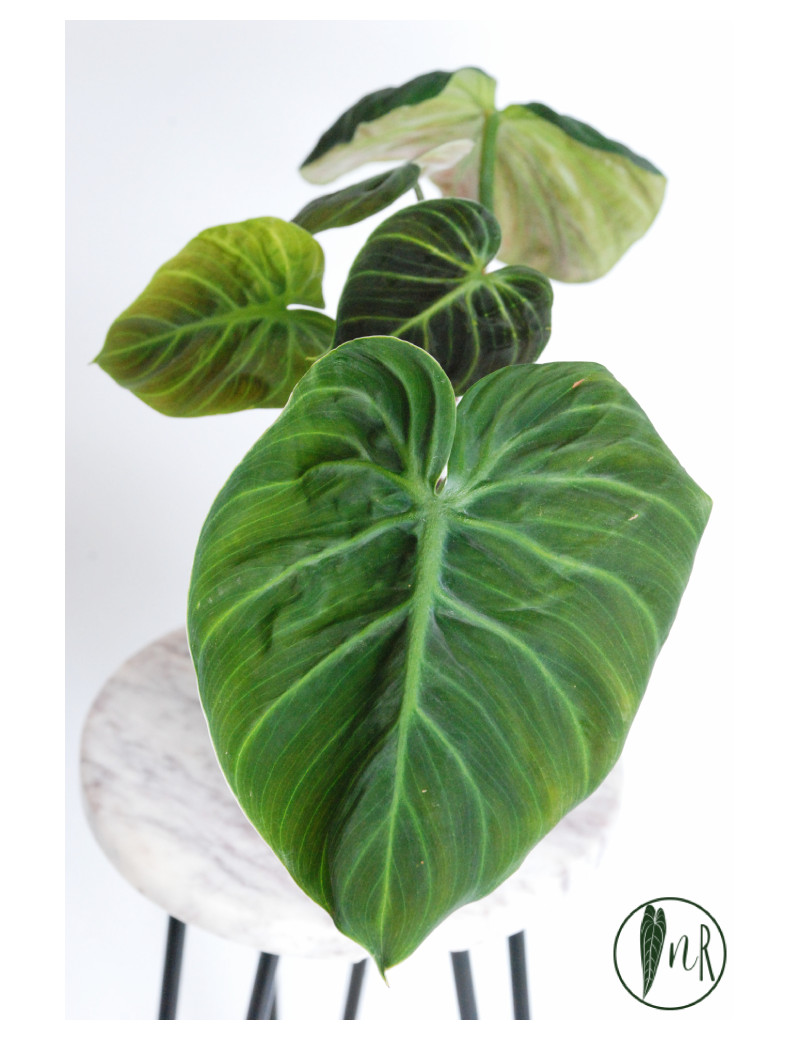 Philodendron rubrijuvenile 'El Choco Red'