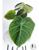 Philodendron rubrijuvenile 'El Choco Red'