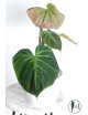 Philodendron rubrijuvenile 'El Choco Red'