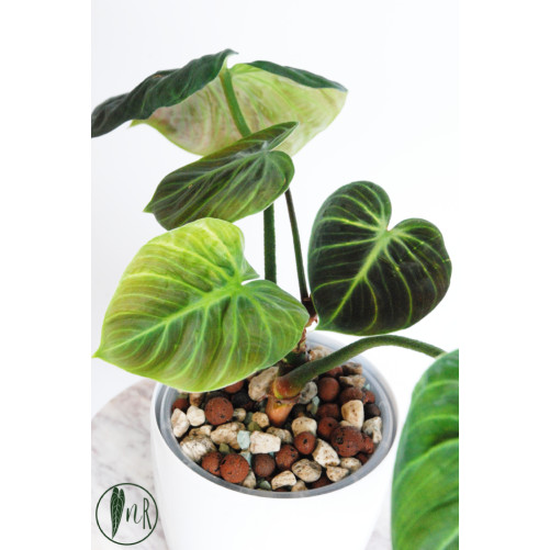 Philodendron rubrijuvenile 'El Choco Red'