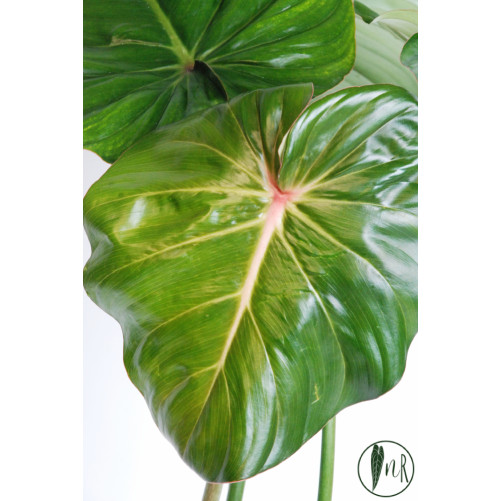 Philodendron pastazanum red...