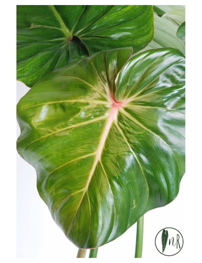 Philodendron pastazanum red point