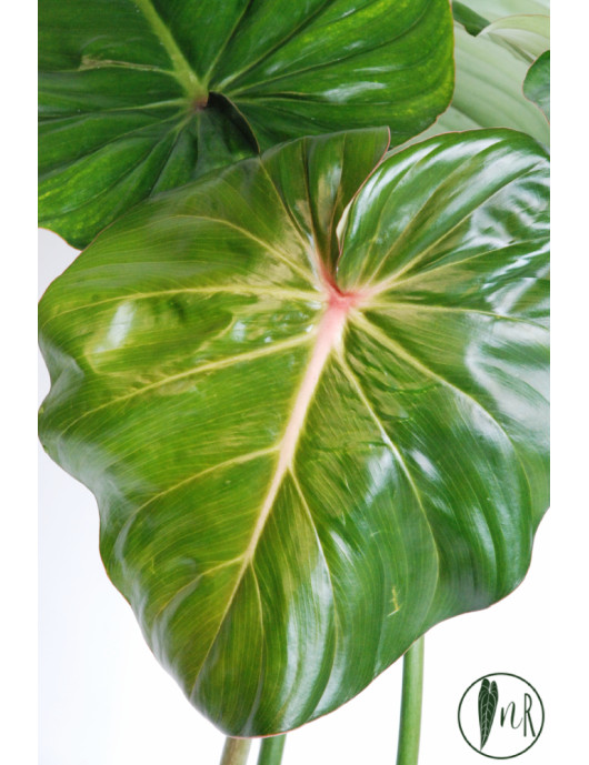 Philodendron pastazanum red point