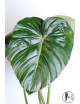 Philodendron pastazanum red point