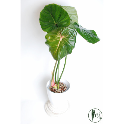 Philodendron pastazanum red point