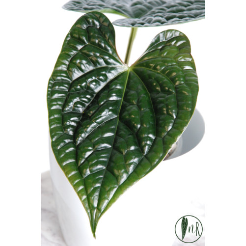 Anthurium luxurians