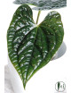 Anthurium luxurians