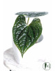 Anthurium luxurians